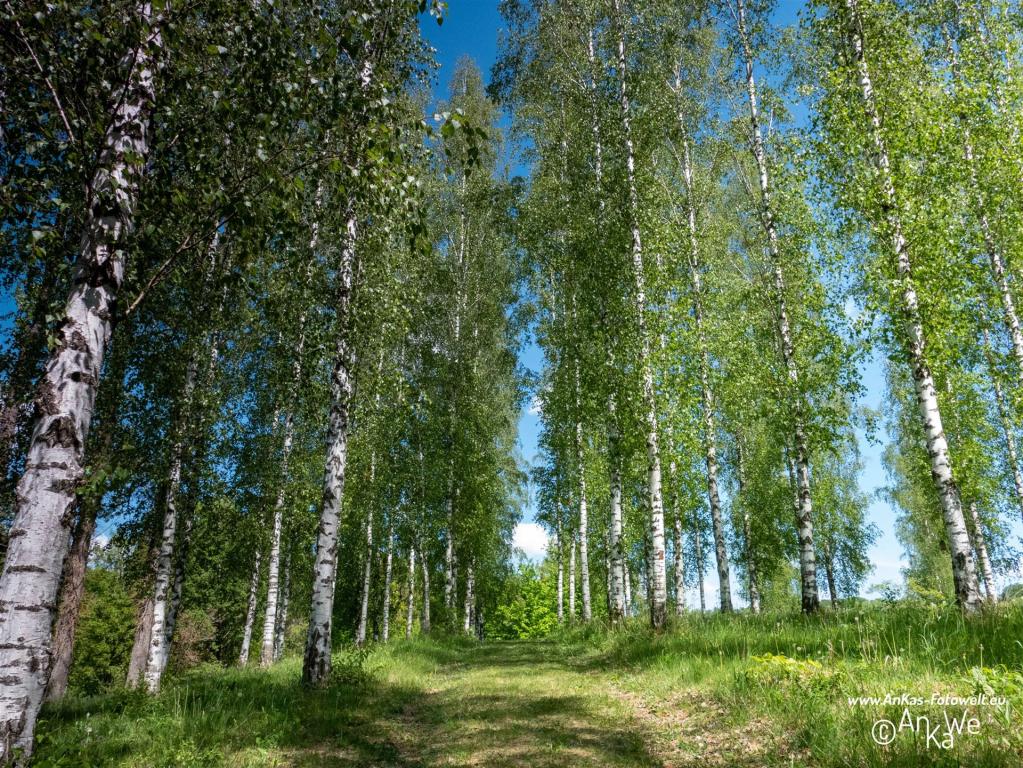 Birkenwäldchen im Frühling