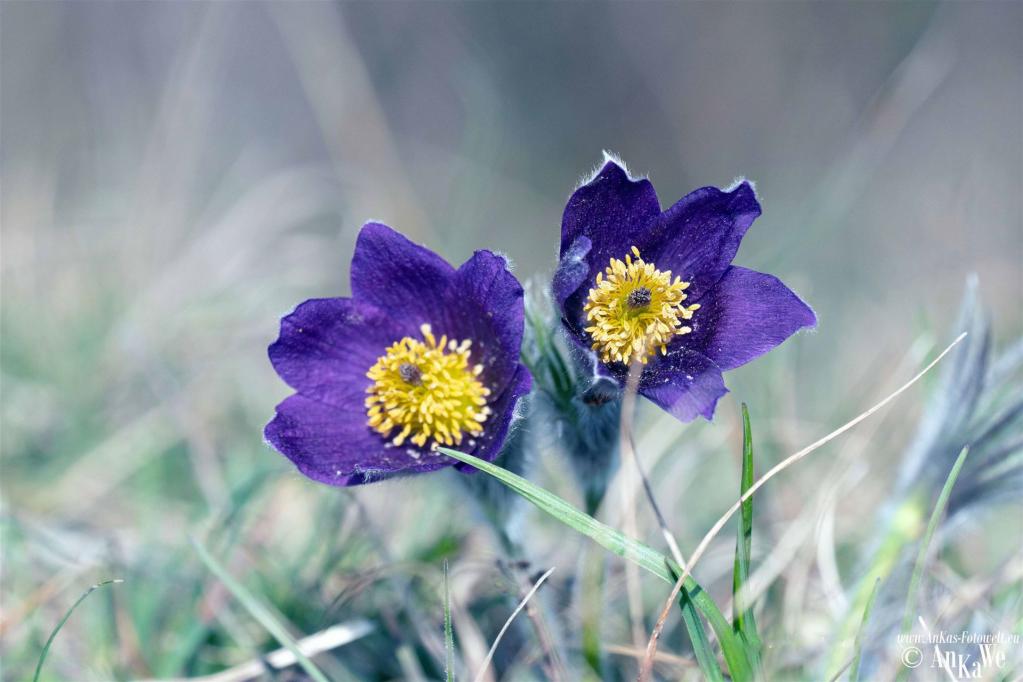 Gewöhnliche Küchenschelle (Pulsatilla vulgaris)