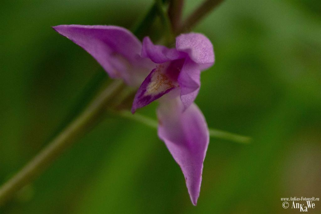 Rotes Waldvögelein (Cephalanthera rubra)