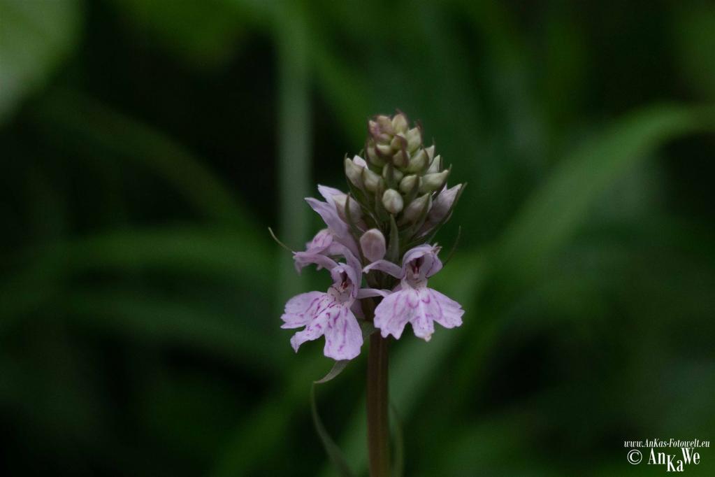 Fuchssche Fingerwurz (Dactylorhiza fuchsii)