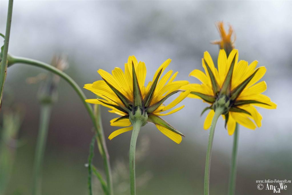 Wiesen-Bocksbart (Tragopogon pratensis)