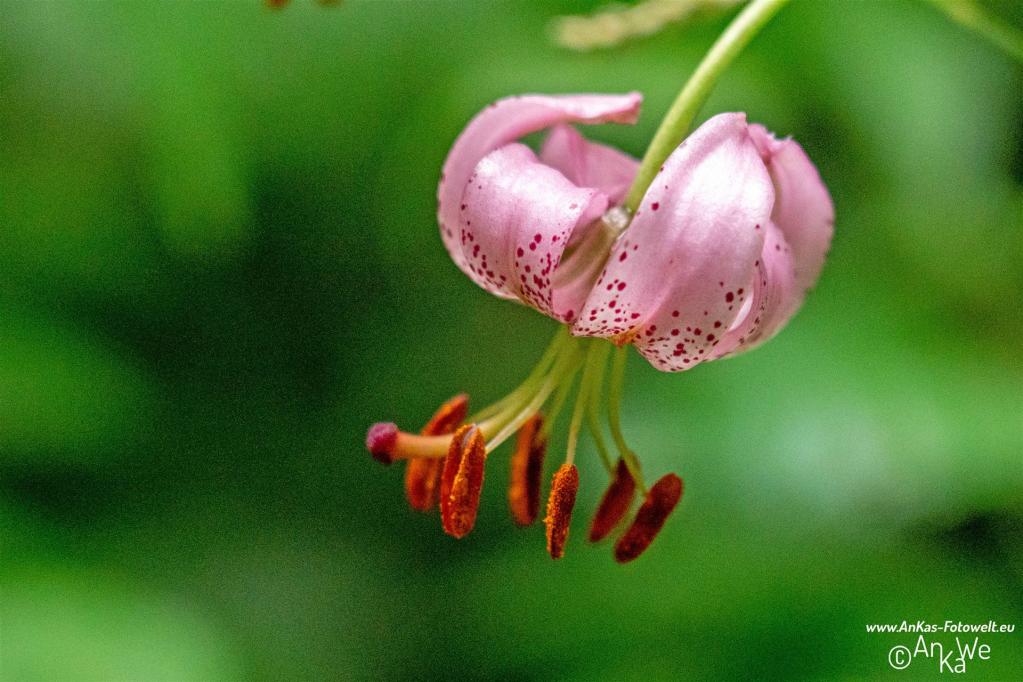 Türkenbundlilie (Lilium martagon)