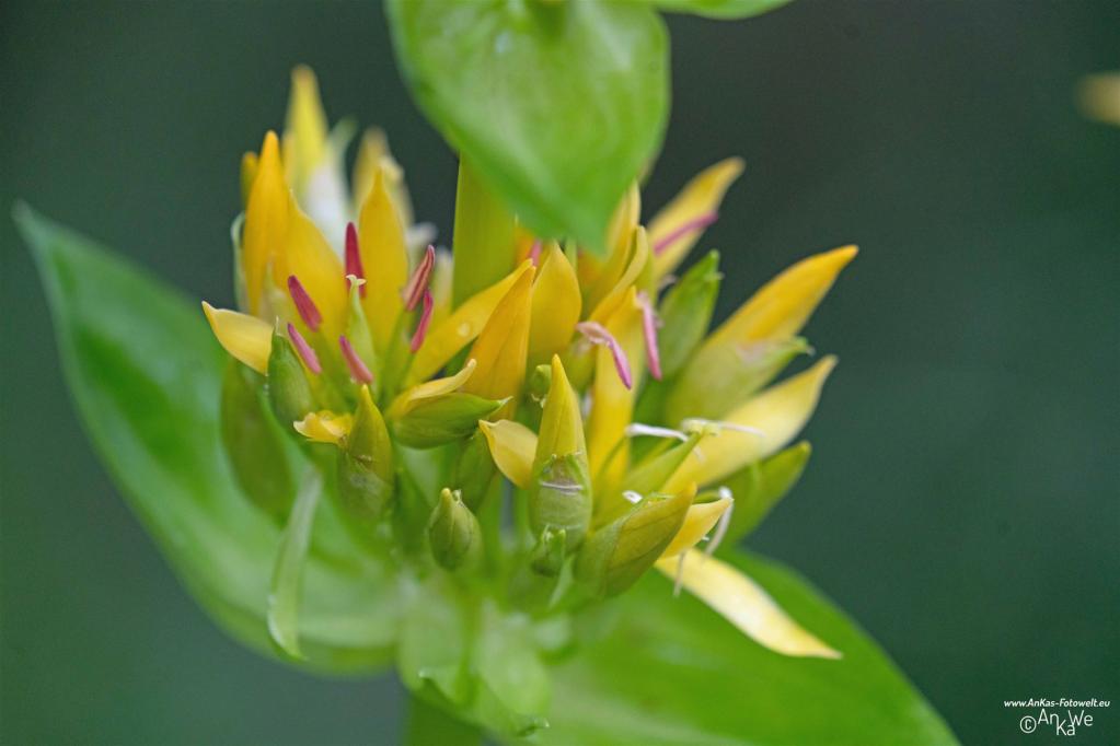 Gelber Enzian (Gentiana lutea) -- Oberbayern