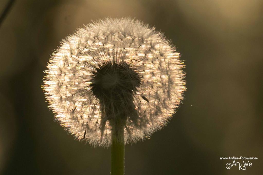 Gewöhnlicher Löwenzahn (Taraxacum officinale)