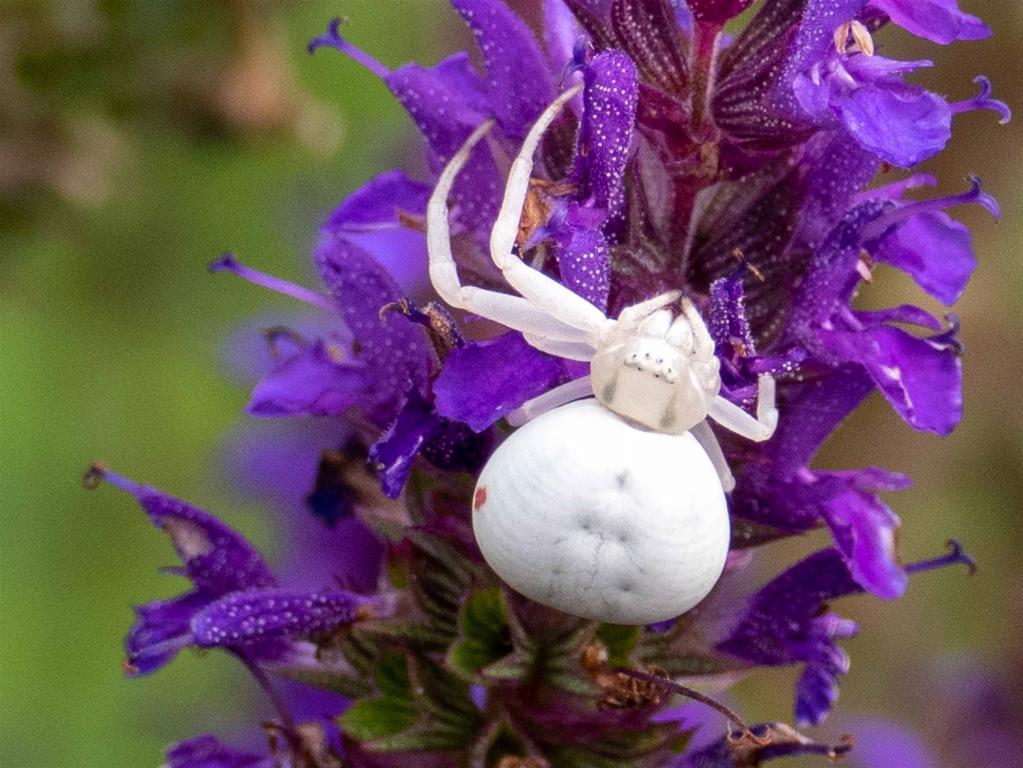 Veränderliche Krabbenspinne (Misumena vatia) -- Krabbenspinne