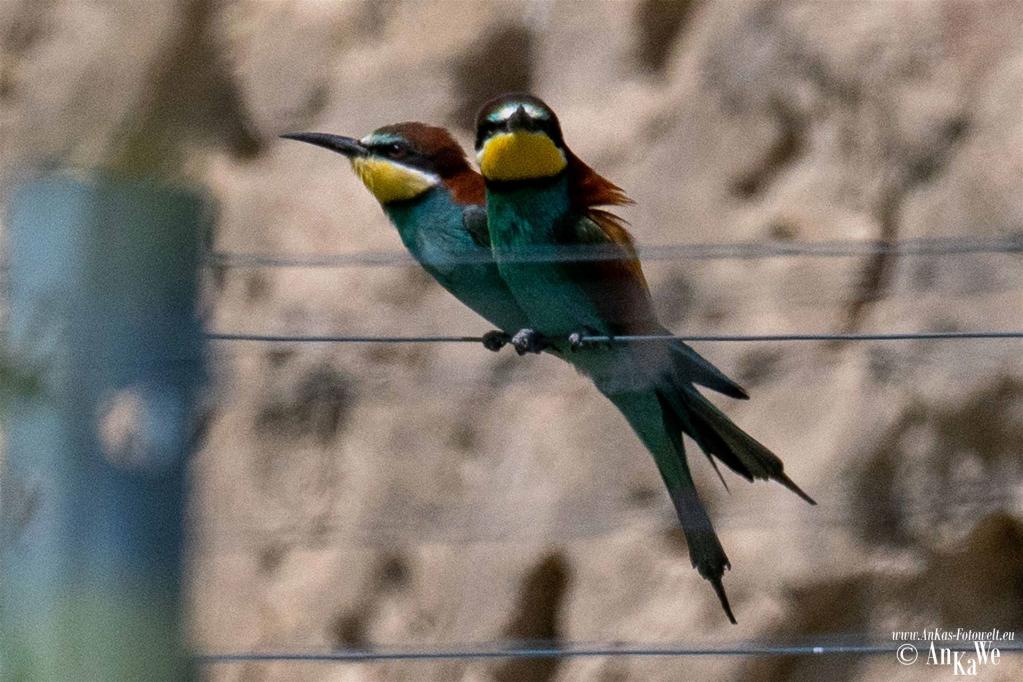 Bienenfresser (Merops apiaster)