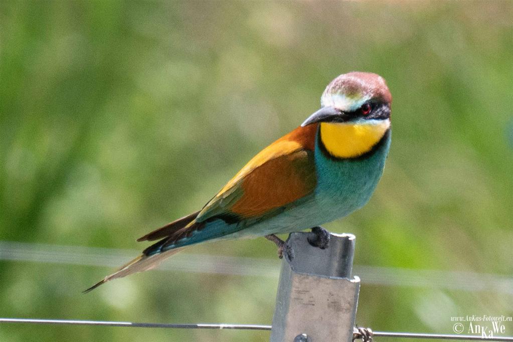 Bienenfresser (Merops apiaster)