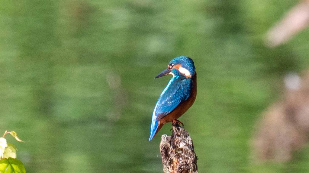  Eisvogel (Alcedo atthis) 1