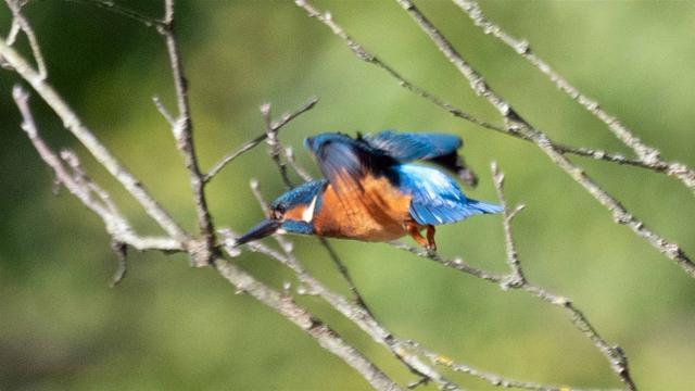  Eisvogel (Alcedo atthis) 8-2