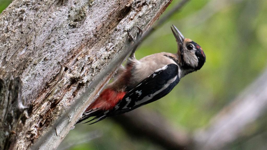 Buntspecht (Dendrocopos major)