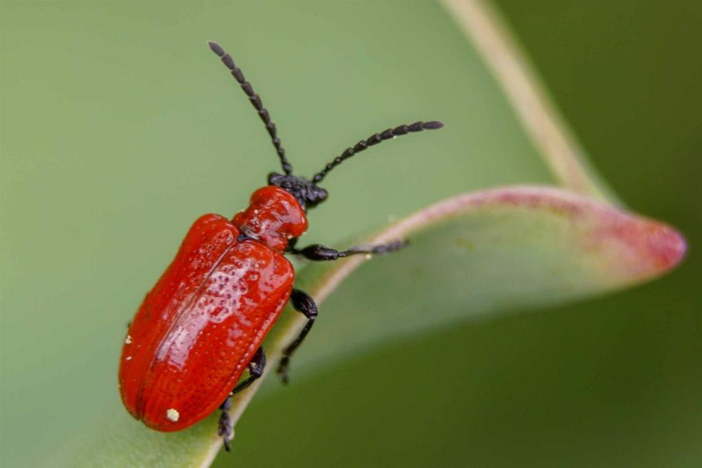 Lilienhähnchen (Lilioceris lilii)