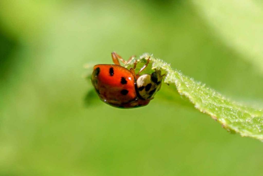 Asiatische Marienkäfer (Harmonia axyridis)