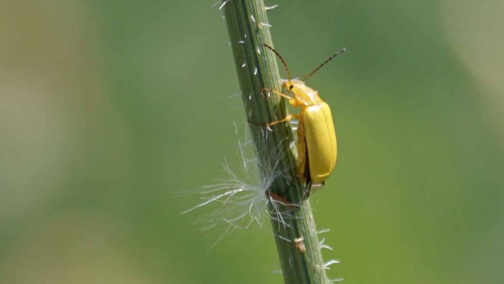 Schwefelkaefer (Cteniopus flavus)