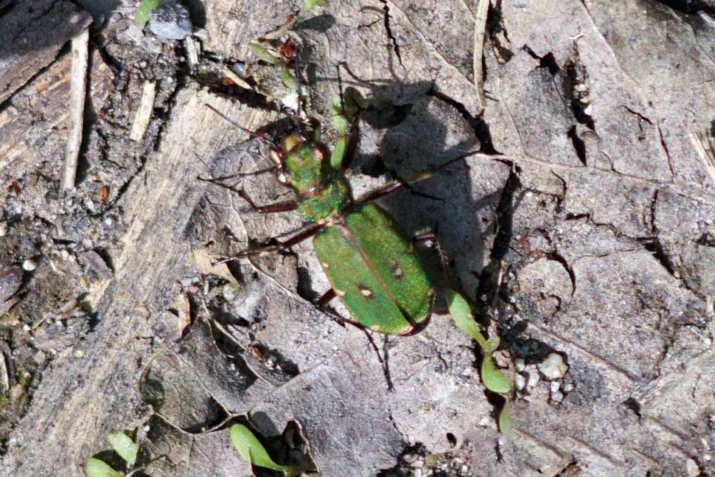 Feldsandlaeufer (Cicindela campestris)