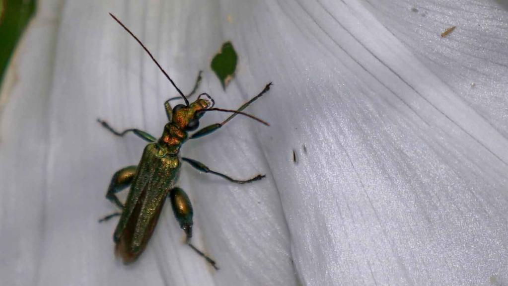 Grüne Scheinbockkäfer (Oedemera nobilis)