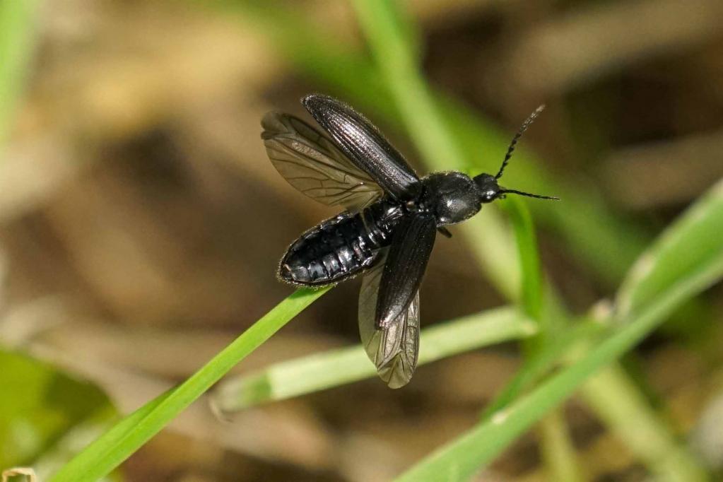 Click Beetle (Megapenthes lugens)