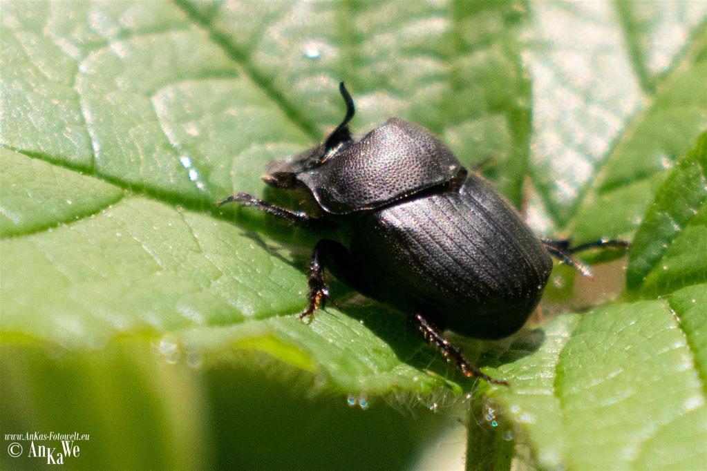 Nickender Pillenkäfer [Onthophagus verticicornis)
