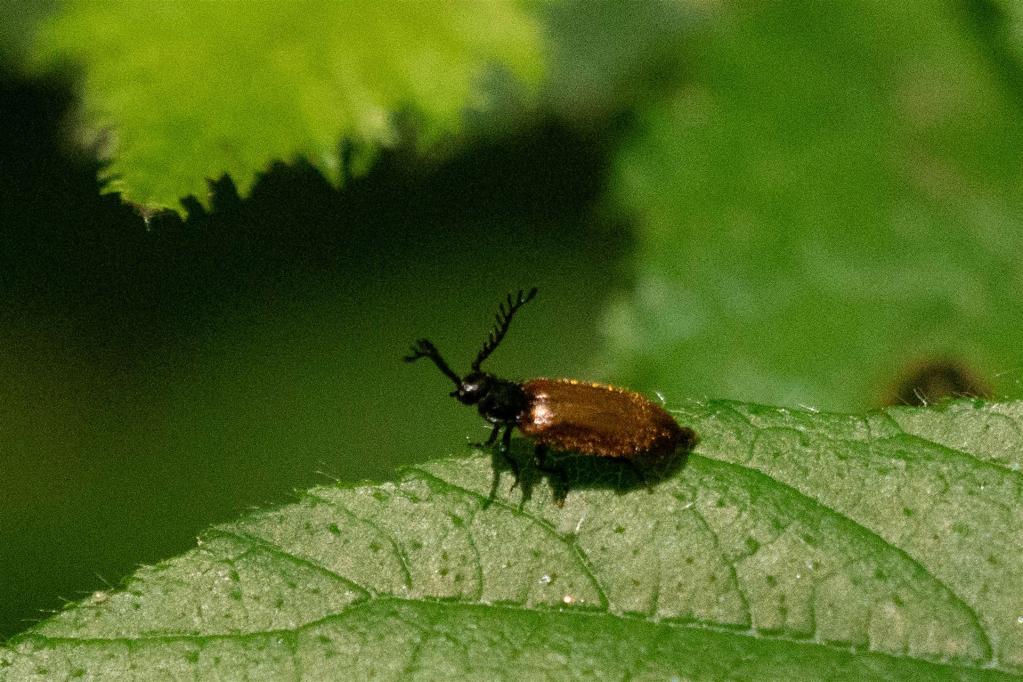 Gelber Schneckenhauskäfer (Drilus flavescens)