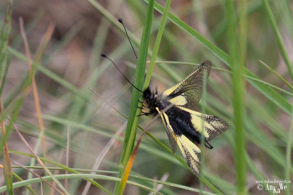  Libellen-Schmetterlingshaft (Libelloides coccajus)