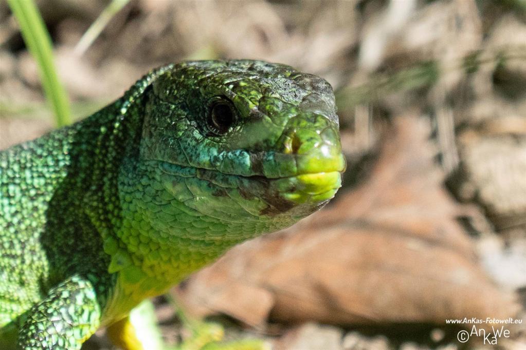 Westliche Smaragdeidechse (Lacerta bilineata)