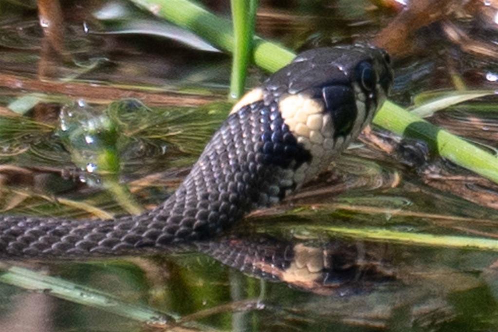 Ringelnatter (Natrix natrix)