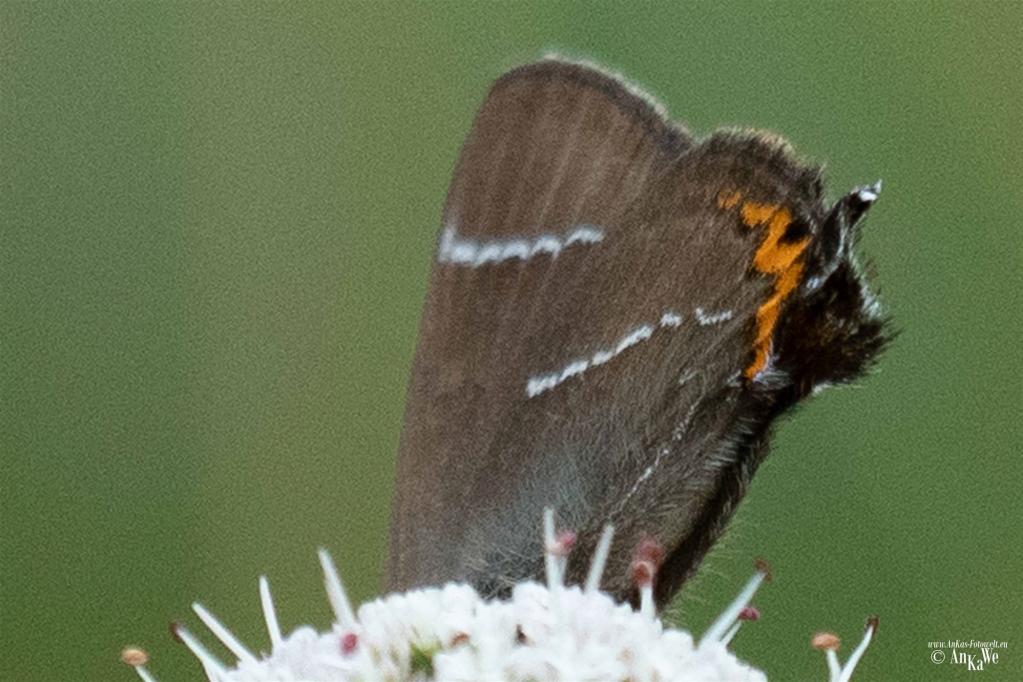 Ulmenzipfelfalter ((Satyrium w-album)