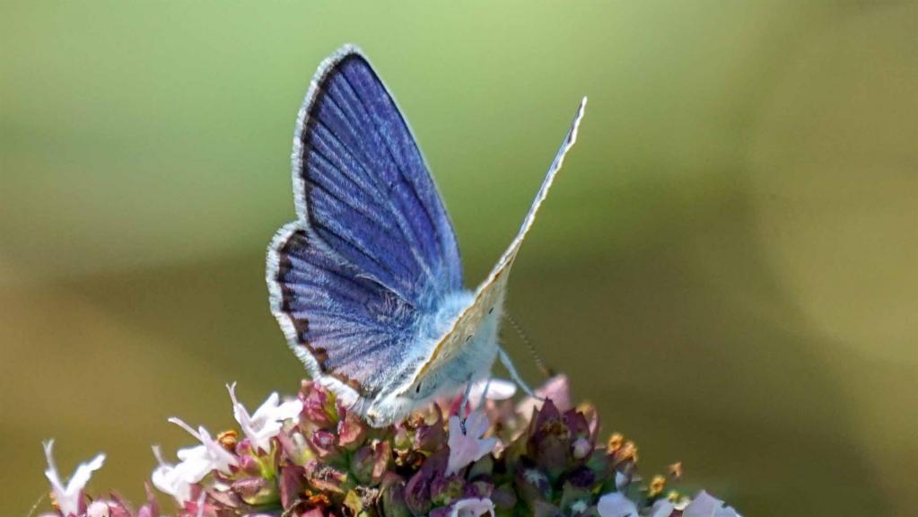 Idas Bläuling (Plebejus idas)
