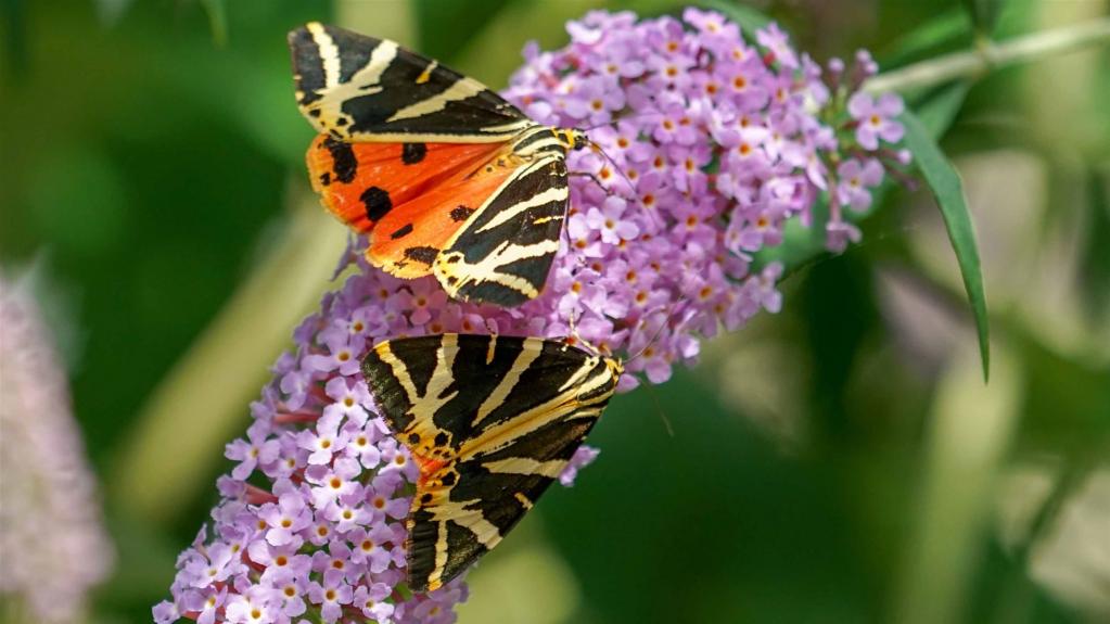 Russischer Bär (Panaxia quadripunctaria)