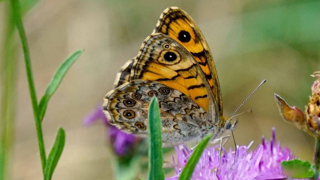 Mauerfuchs (Lasiommata megera)