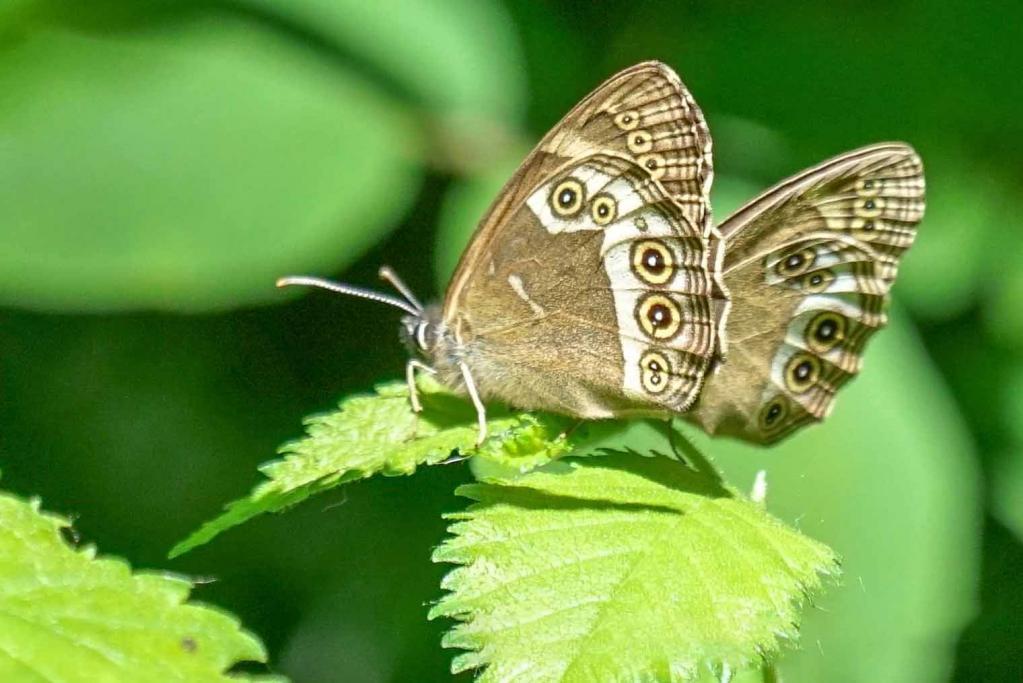 Gelbringfalter (Lopinga achine) --- stark gefährdet