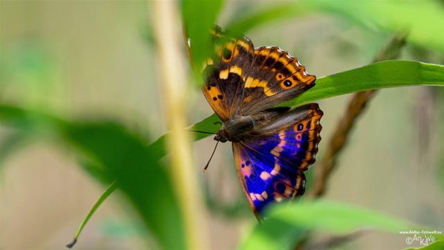 Kleiner Schillerfalter (Apatura ilia)