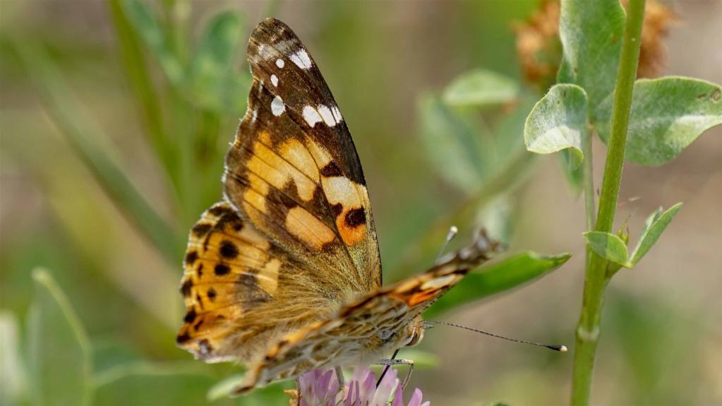 Distelfalter (Vanessa cardui)