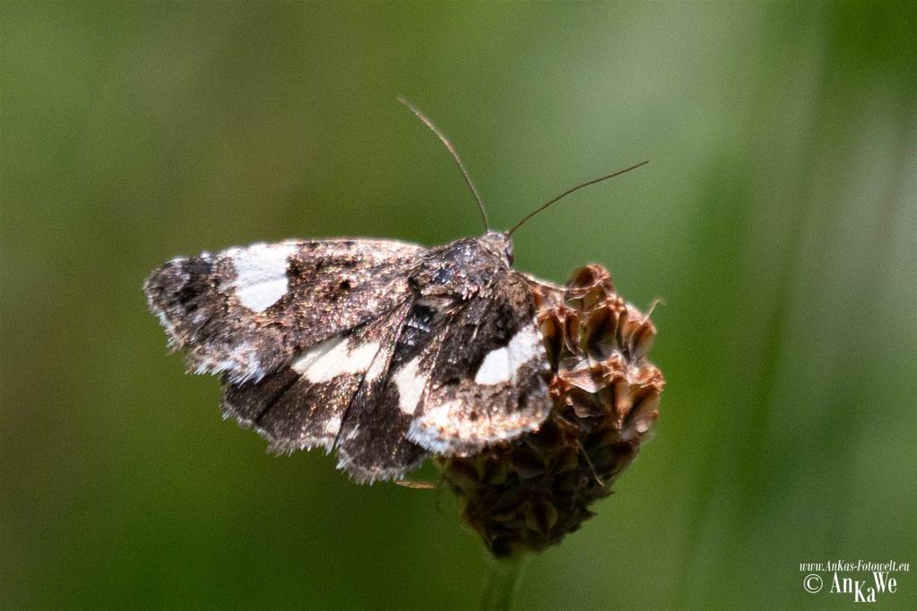 Ackerwinden-Trauereule (Tyta luctuosa)