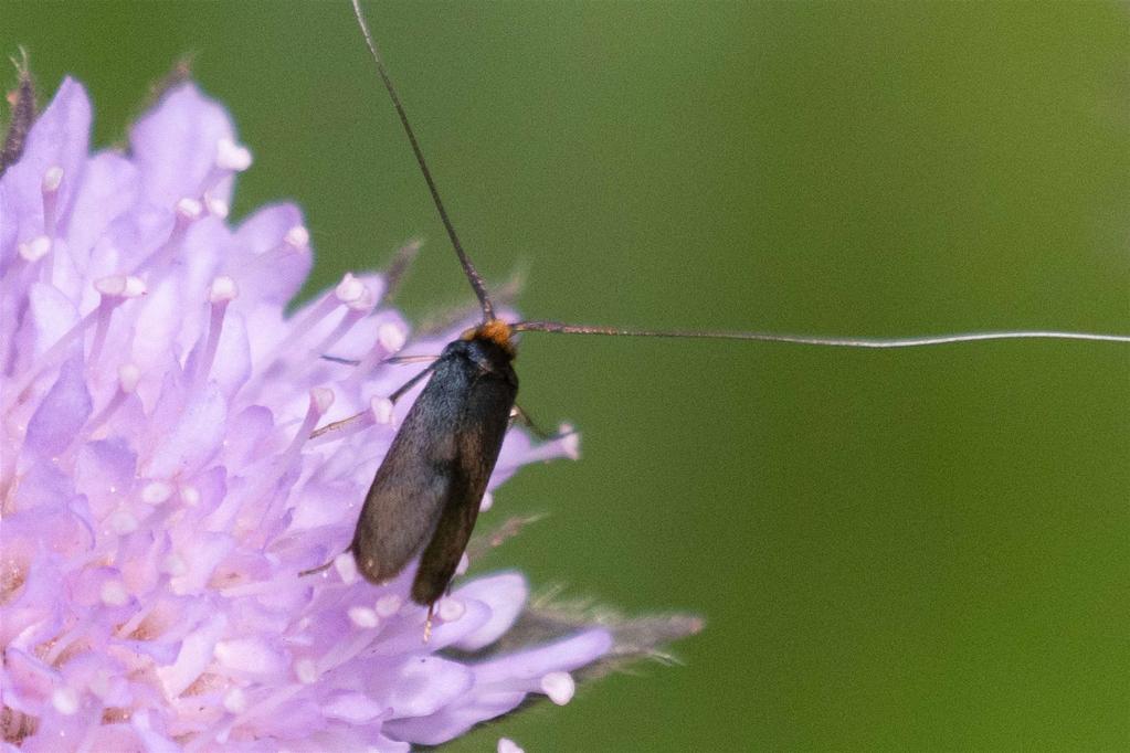  Witwenblumen-Langhornfalter (Nemophora metallica)