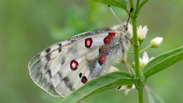 Roter Apollo (Parnassius apollo) - stark gefährdet - Schwäbische Alb