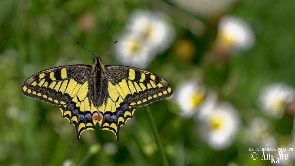 Schwalbenschwanz (Papilio machaon)