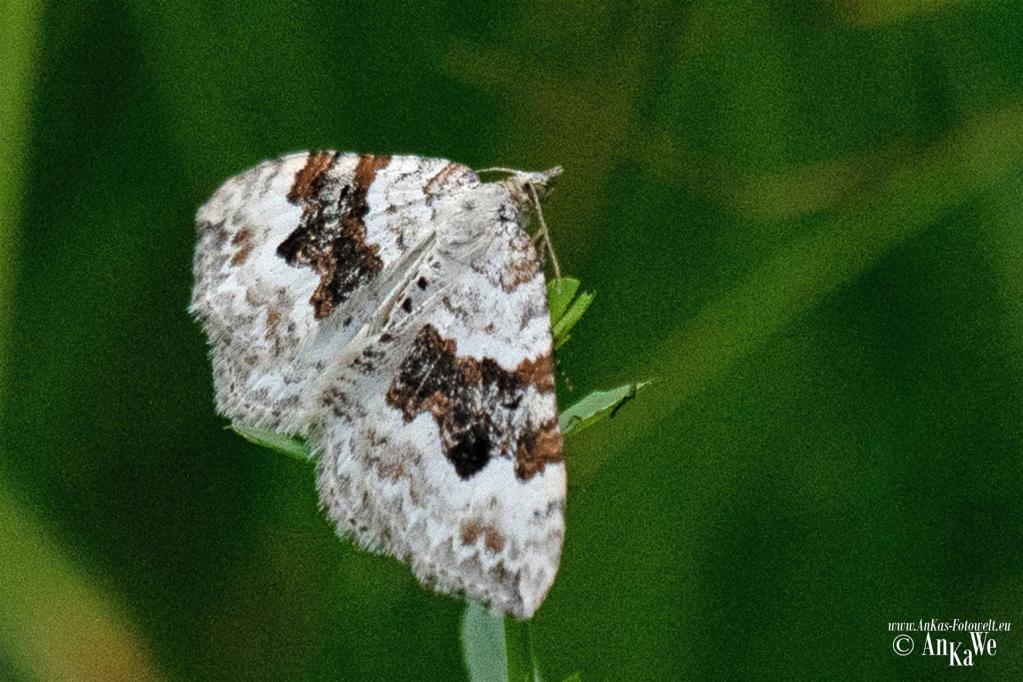 Schwarzbraunbinden-Blattspanner (Xanthorhoe montanata)