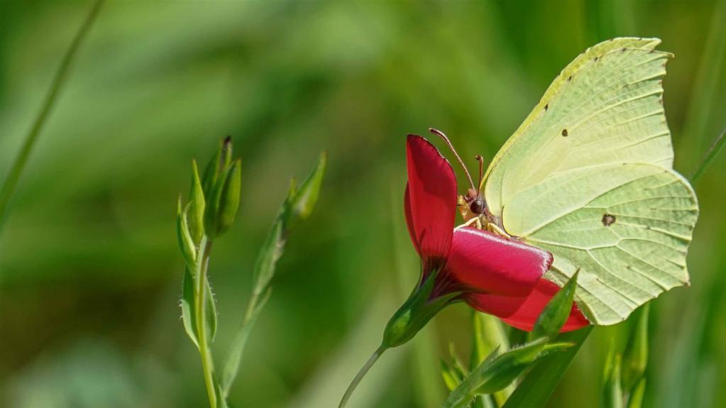 Zitronenfalter (Gonepteryx rhamni) 