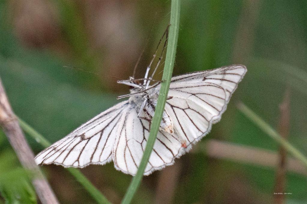 Baum-Weissling (Aporia crataegi) 