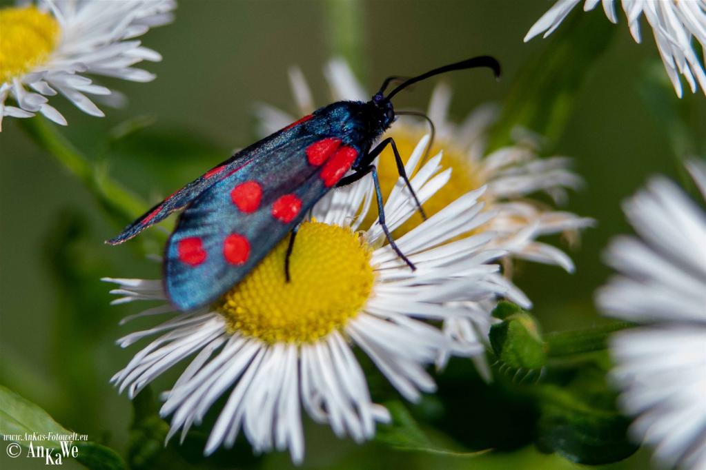 Sechsfleck-Widderchen (Zygaena filipendulae)