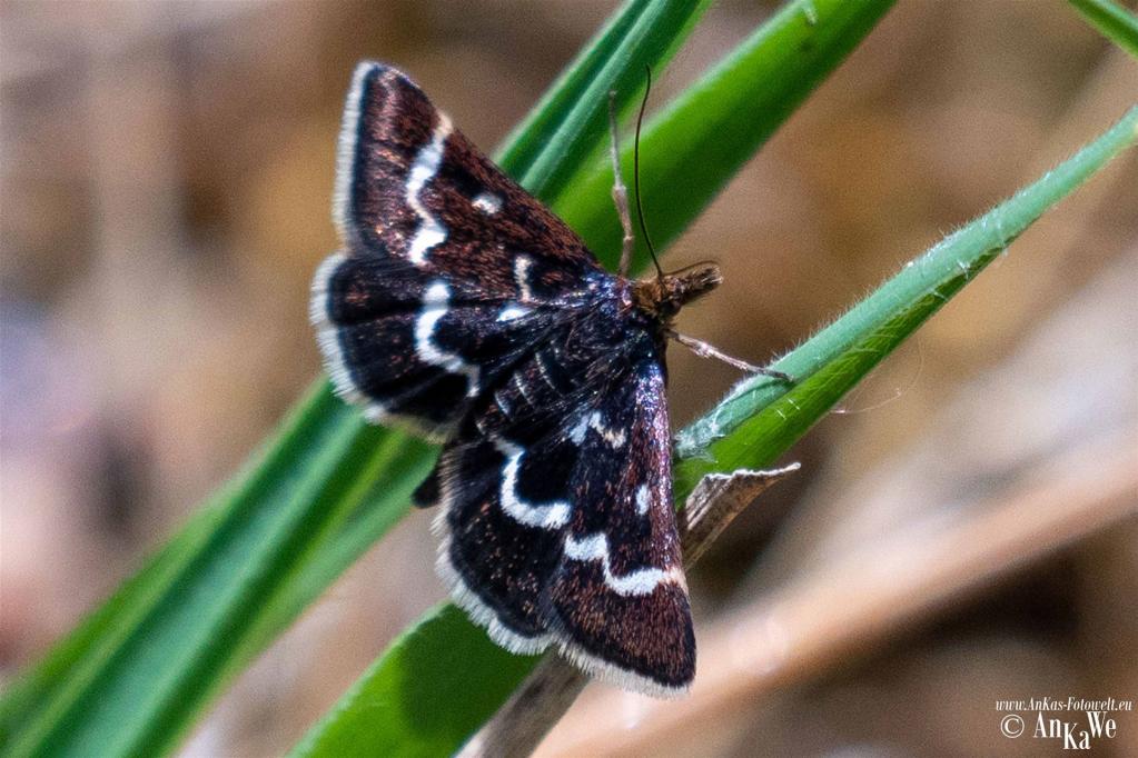 Pyrausta nigrata (Zuensler)