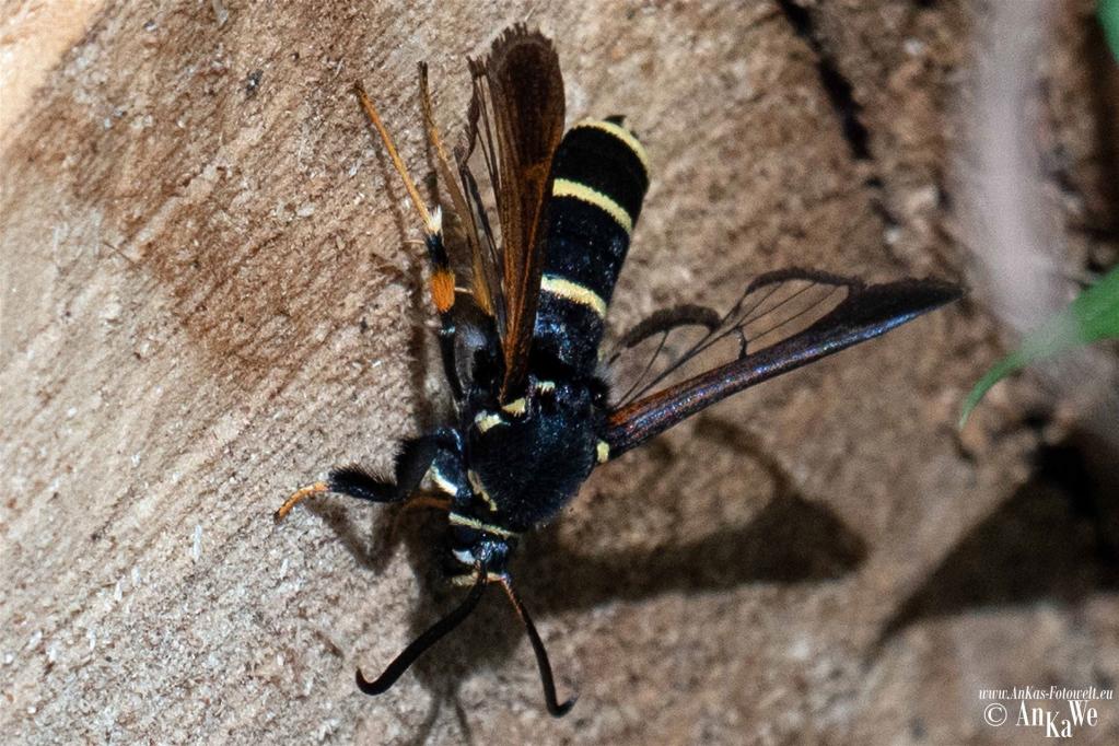 Kleine Pappel-Glasflügler (Paranthrene tabaniformis)