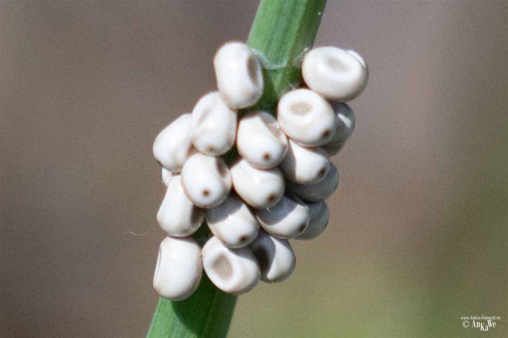 Eier des Brombeerspinners (Macrothylacia rubi)