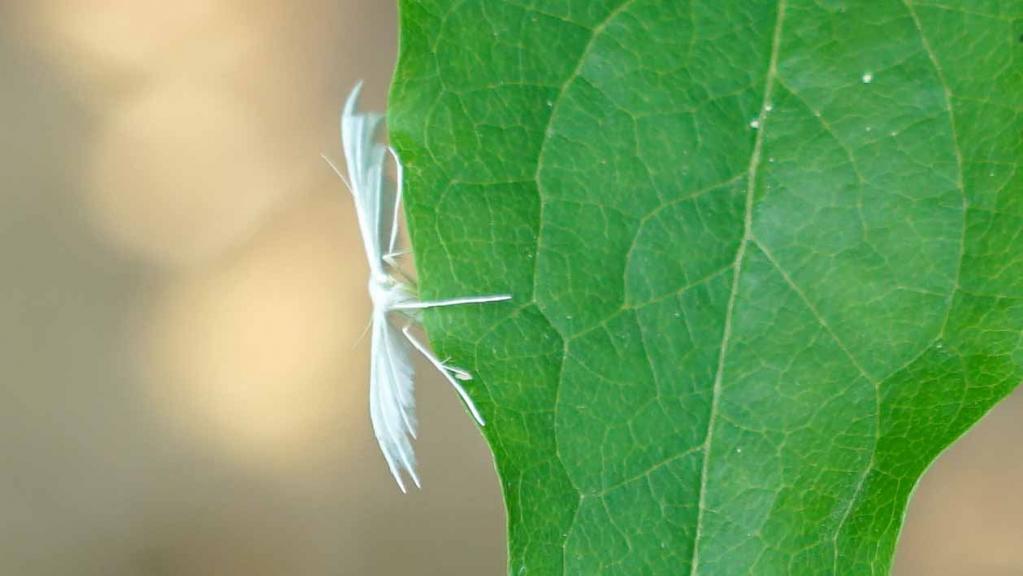Schlehengeistchen (Pterophorus pentadactyla)