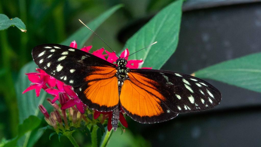 Goldener Hekale (Heliconius hecale) 