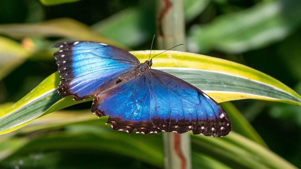 Blauer Morphofalter (Morpho peleides) - Mittelamerika Westindische Inseln
