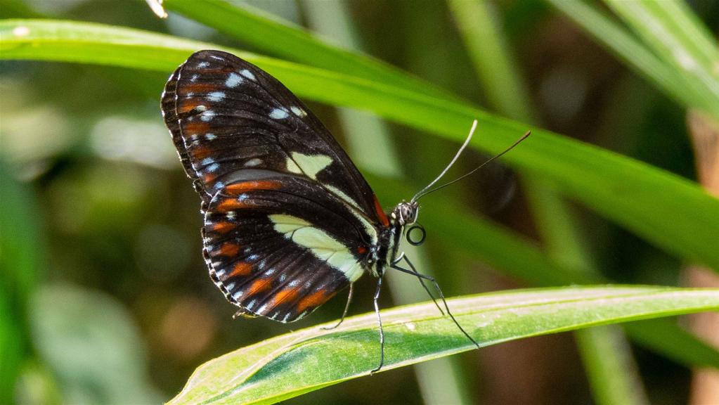 Falsches Zebra (Heliconius atthis) E-Amerika Asien Afrika Australien Europa