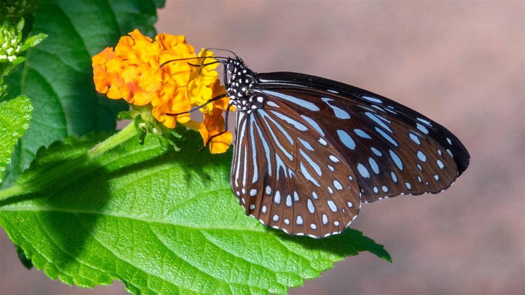 Afrikanischer Blauer Tiger (Tirumala-petiverana)