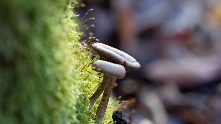 Kaffeebrauner Gabeltrichterling (Pseudoclitocybe cyathiformis)