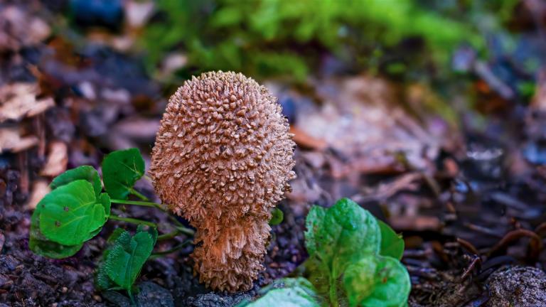 Kakaobrauner Stachelschirmling (ECHINODERMA CALCICOLA))